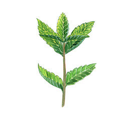 Mint sprig watercolor illustration. Hand drawn image of a fragrant twig. For design and menu.
