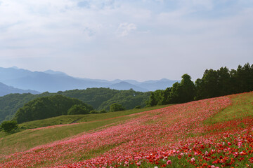 秩父高原牧場のポピー畑【彩の国ふれあい牧場】日本埼玉県