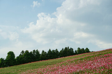秩父高原牧場のポピー畑【彩の国ふれあい牧場】日本埼玉県