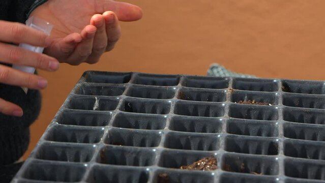 Man gently planting tomato seeds in hotbeds. Slow motion close up