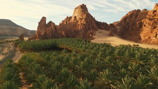 Oasis in desert with green palm trees, orange rocks and yellow sand on sunrise. Al Ula, Saudi Arabia - Aerial drone view.