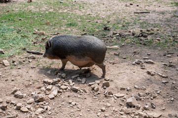 A wild boar