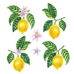 Lemon fruits on branches with flowers watercolor hand drawn set of illustrations. Citrus tree elements for design and menu. Realistic botanical clipart image.