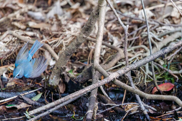 羽ばたいて飛び出す幸せの青い鳥、可愛いルリビタキ（ヒタキ科）。

日本国東京都文京区、小石川植物園にて。
2024年2月18日撮影。

A happy blue bird, the lovely Red-flanked Bluetail (Tarsiger cyanurus, family comprising flycatchers)  in flap wings and fly away.

