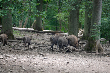 Naklejka na ściany i meble Wild boar family in a forest