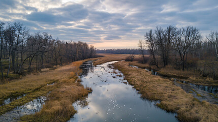 View of the marshy river in the forest.