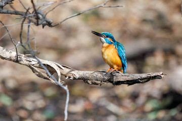 可愛いカワセミ（カワセミ科）。

日本国東京都文京区、小石川植物園にて。
2024年2月18日撮影。

Lovely Kingfisher (Alcedo atthis, family comprising kingfishers).

At Koishikawa botanical garden, Bunkyo-ku, Tokyo, Japan,
photo by February 18, 20
