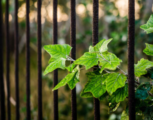 green leaves of a plant against a rusty iron lattice
