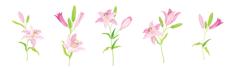 Pink Lily Flower Bud on Green Stem with Leaf Vector Set