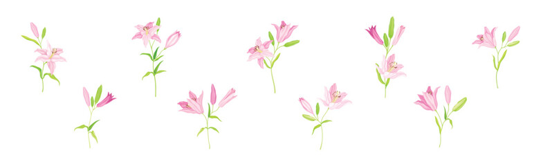Pink Lily Flower Bud on Green Stem with Leaf Vector Set