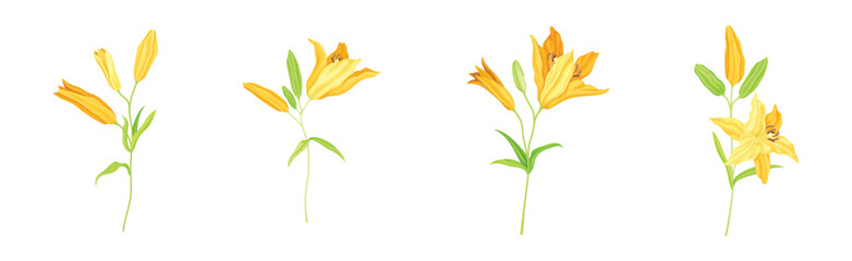Yellow Lily Flower Bud on Green Stem with Leaf Vector Set