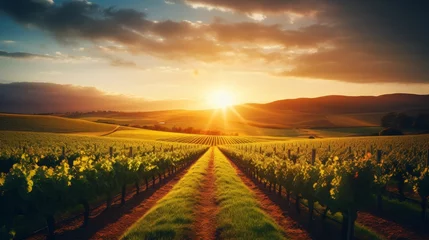 Keuken spatwand met foto Scenic vineyard landscape with sun drenched rows of grapevines for fine wine production © Philipp
