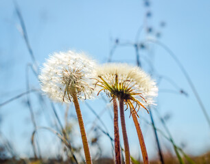 dandelions against the blue sky close up