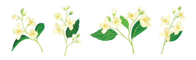 Jasmine Flower with Stalk and Green Leaves Vector Set