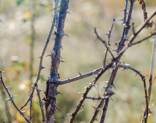 branches of a plant with thorns
