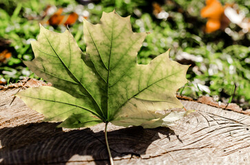 yellowed maple leaf on wooden stump close up