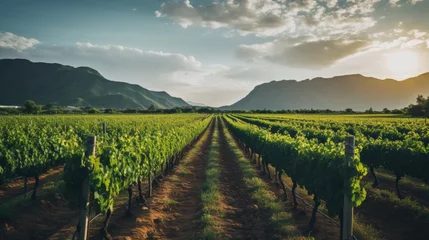 Fotobehang Scenic vineyard bathed in sunlight, rows of grapevines leading to rich wine flavors © Philipp
