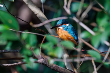 可愛いカワセミ（カワセミ科）。

日本国東京都文京区、小石川植物園にて。
2024年2月18日撮影。

Lovely Kingfisher (Alcedo atthis, family comprising kingfishers).

At Koishikawa botanical garden, Bunkyo-ku, Tokyo, Japan,
photo by February 18, 20