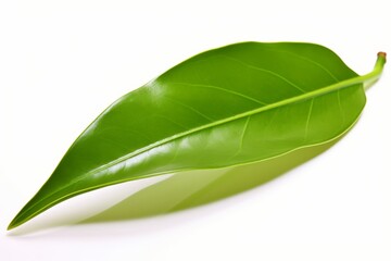 Close up shot of green tea leaf on white background