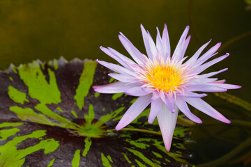 Beautiful waterlily or lotus flower with green leaves