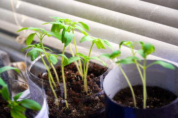 Sprouts of vegetable seedlings on the windowsill by the window