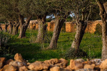 olive field, Formentera, Pitiusas Islands, Balearic Community, Spain