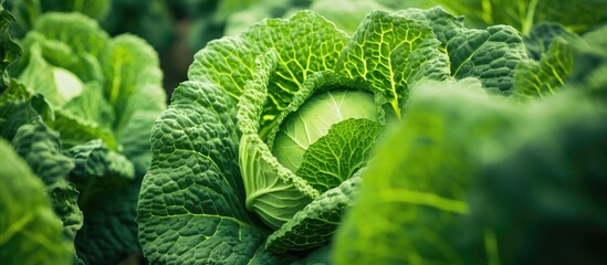 This close-up showcases the intricate details of a vibrant green Savoy cabbage leaf in an open vegetable field. The leaf appears fresh and healthy, featuring a unique texture and color. - obrazy, fototapety, plakaty