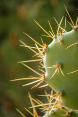 cactus, Formentera, Pitiusas Islands, Balearic Community, Spain