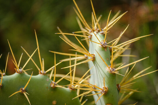 AreolasBilder StockFotos & Videos. Adobe Stock