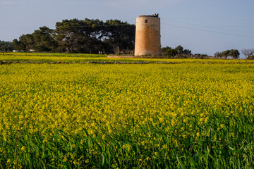 Formentera, Pitiusas Islands, Balearic Community, Spain