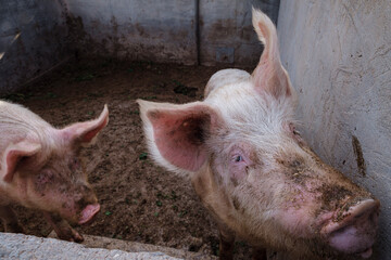 pigs in a pen, Formentera, Pitiusas Islands, Balearic Community, Spain