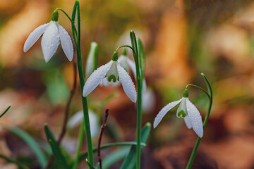 white snowdrop flowers in the forest - 747072230