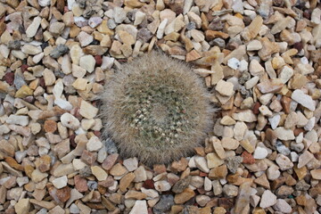 Closeup of a thorny cactus plant growing in the garden.