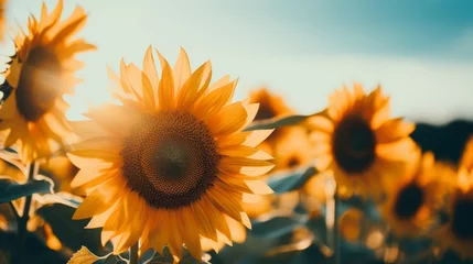Foto auf Alu-Dibond Golden sunflowers in a vast field under the sun s gaze, tracking its path across the horizon. © Philipp