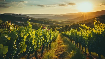 Fotobehang Scenic tuscan vineyard with grapevines in golden light, surrounded by rolling hills and olive groves © Philipp