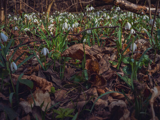 white snowdrop flowers in the forest - 747073451