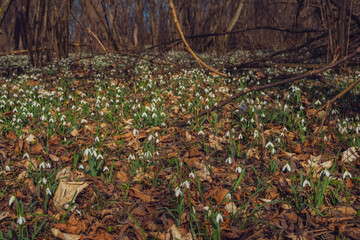 white snowdrop flowers in the forest - 747073647
