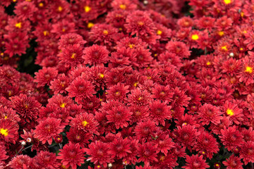 View of the aster flowers in the garden