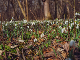 white snowdrop flowers in the forest - 747074447