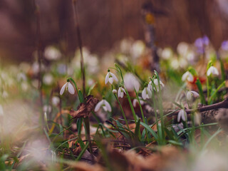 white snowdrop flowers in the forest - 747074842