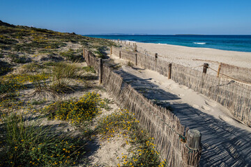 barriers for dune protection, Llevant beach, Ses Salines d’Eivissa i Formentera Natural Park, Formentera, Pitiusas Islands, Balearic Community, Spain