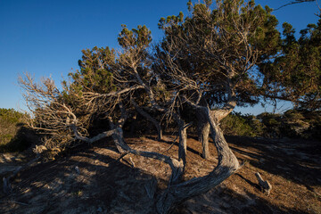 Ses Salines d’Eivissa i Formentera Natural Park, Formentera, Pitiusas Islands, Balearic...