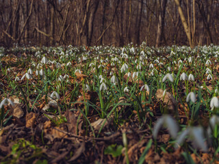 white snowdrop flowers in the forest - 747075831