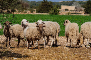 flock of sheep in a field, Formentera, Pitiusas Islands, Balearic Community, Spain