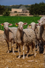 Naklejka na ściany i meble flock of sheep in a field, Formentera, Pitiusas Islands, Balearic Community, Spain