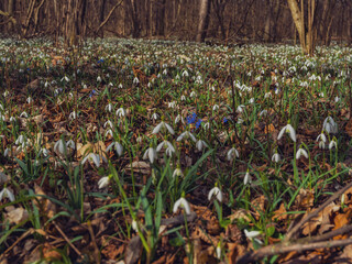 white snowdrop flowers in the forest - 747076617