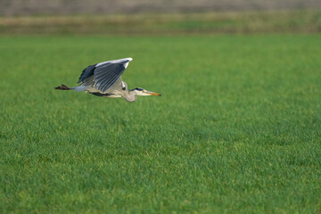 Beautiful gray heron bird in flight against a green grass background. Insect in its beak in a natural background, grass