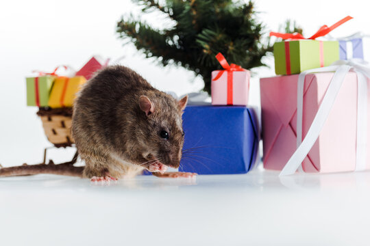 little rat colorful gift boxes