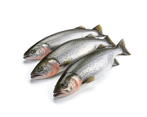 Obraz premium Raw trout isolated. Fresh cutthroat, steelhead fish, whole rainbow trout, trutta, fario
