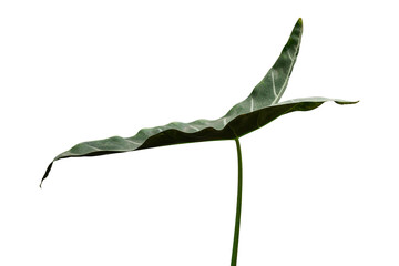 leaf plant isolated 